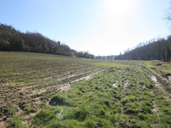 terreno agricolo in vendita a Sinalunga in zona Rigaiolo