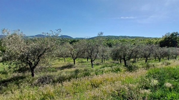 terreno agricolo in vendita a Sinalunga in zona Rigaiolo