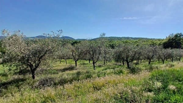 terreno in vendita a Sinalunga