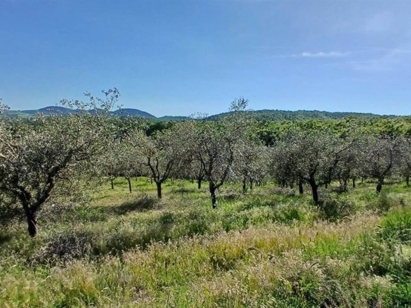 terreno in vendita a Sinalunga in zona Rigaiolo