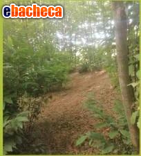 terreno agricolo in vendita a Sovicille in zona Rosia