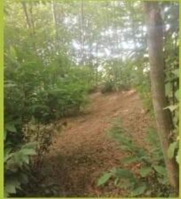 terreno agricolo in vendita a Sovicille in zona Rosia