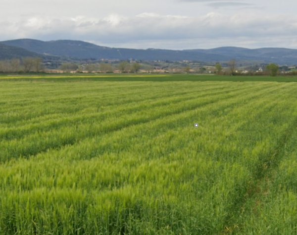 terreno agricolo in vendita a Sovicille