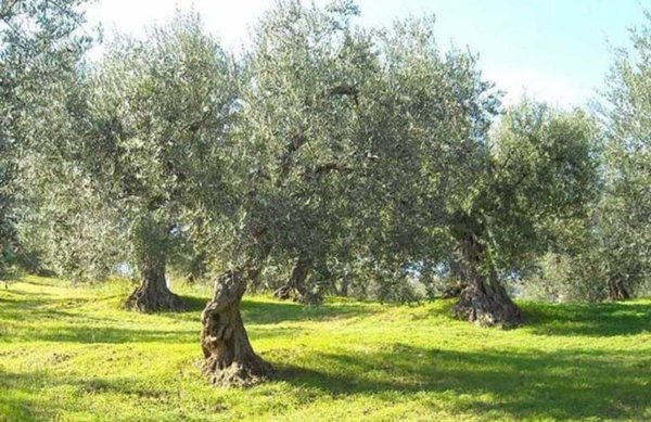 terreno agricolo in vendita a Torrita di Siena