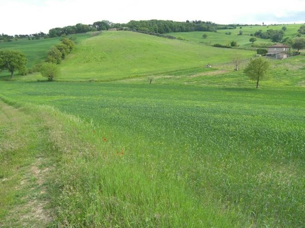 terreno agricolo in vendita a Torrita di Siena