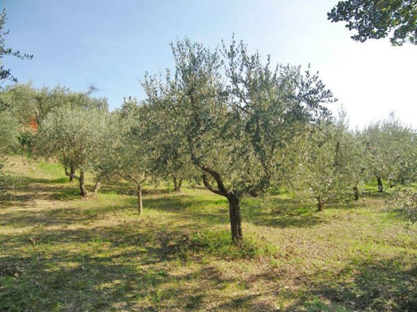 terreno agricolo in vendita a Torrita di Siena