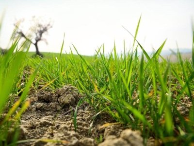 terreno agricolo in vendita a Torrita di Siena