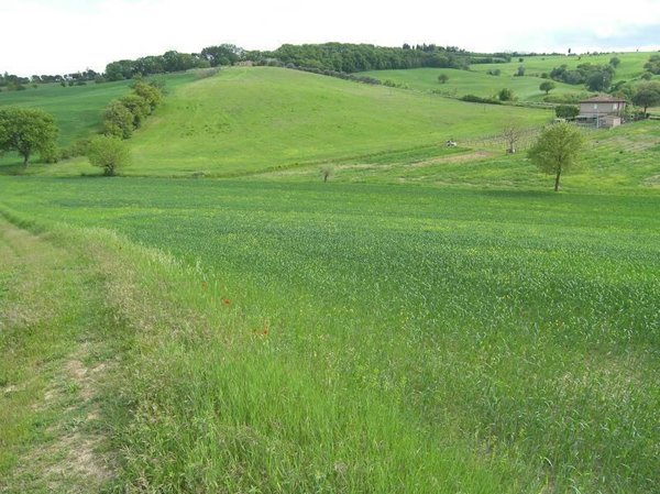 terreno agricolo in vendita a Torrita di Siena