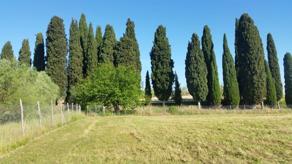 terreno agricolo in vendita a Torrita di Siena