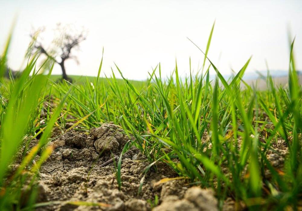 terreno agricolo in vendita a Torrita di Siena