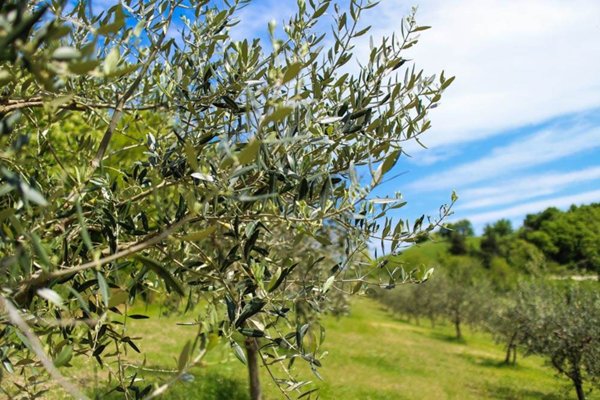 terreno agricolo in vendita a Torrita di Siena