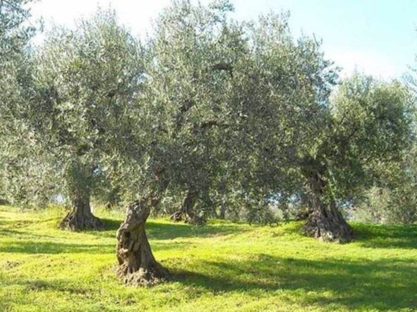terreno agricolo in vendita a Torrita di Siena in zona Montefollonico
