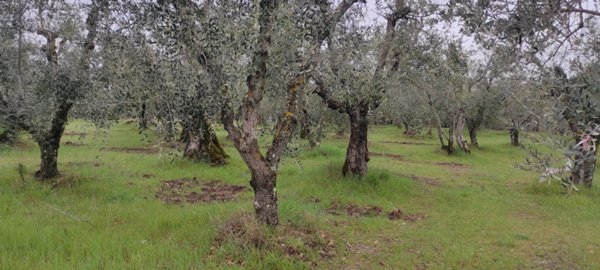 casa indipendente in vendita a Trequanda in zona Castelmuzio