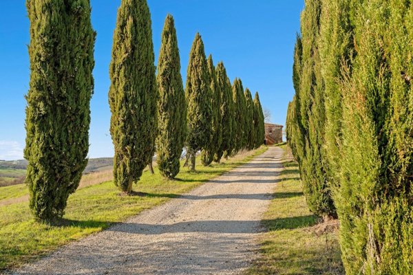 pentavano in vendita a Trequanda