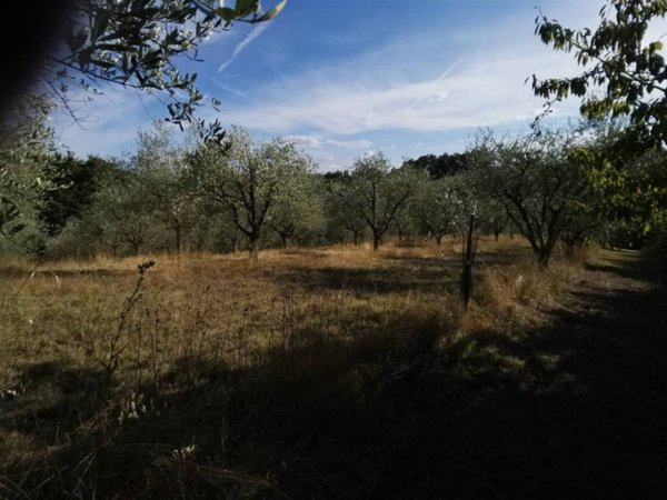 terreno agricolo in vendita a Trequanda