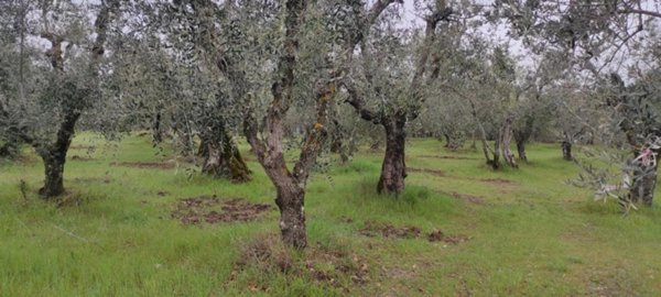 azienda agricola in vendita a Trequanda in zona Castelmuzio