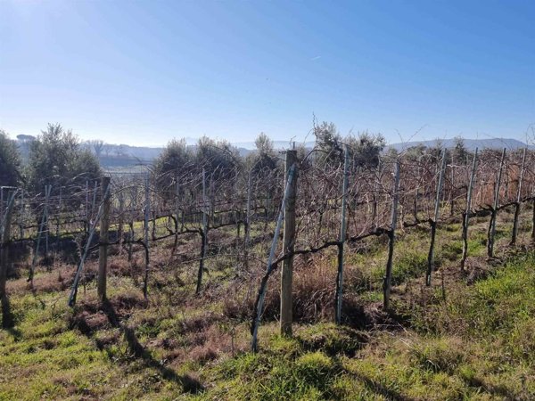 terreno in vendita a Trequanda