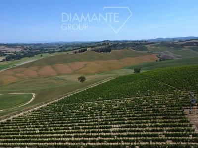 azienda agricola in vendita a Montalcino