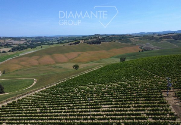 azienda agricola in vendita a Montalcino