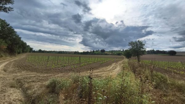 azienda agricola in vendita a Montalcino