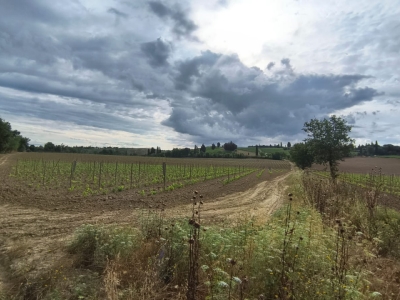 azienda agricola in vendita a Montalcino