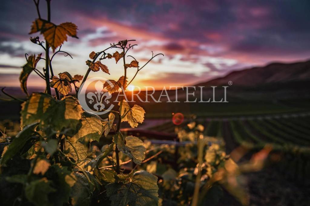 azienda agricola in vendita a Montalcino