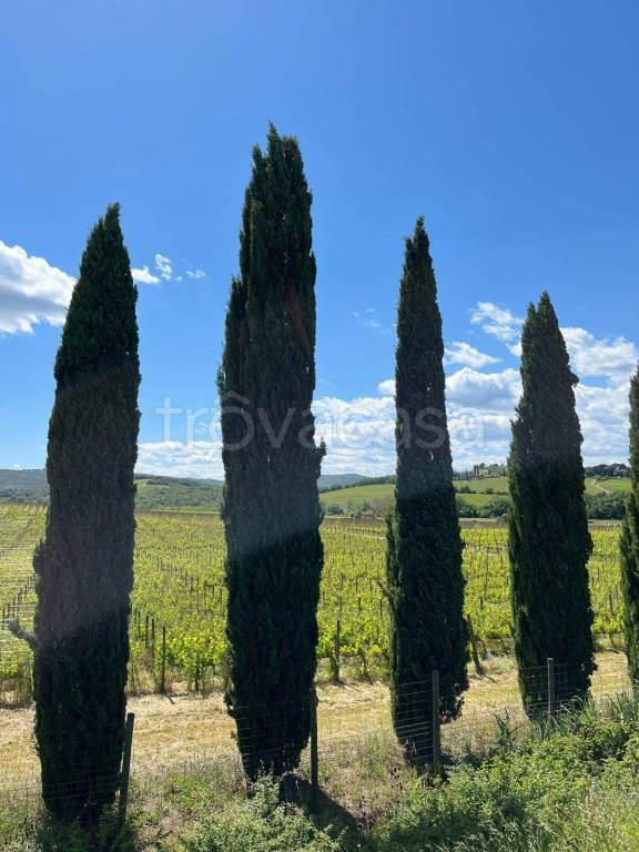azienda agricola in vendita a Montalcino