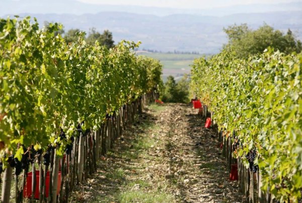 azienda agricola in vendita a Montalcino in zona Tavernelle