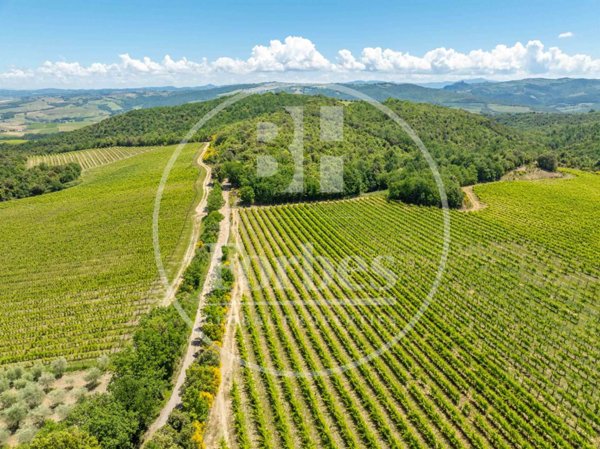 azienda agricola in vendita a Montalcino
