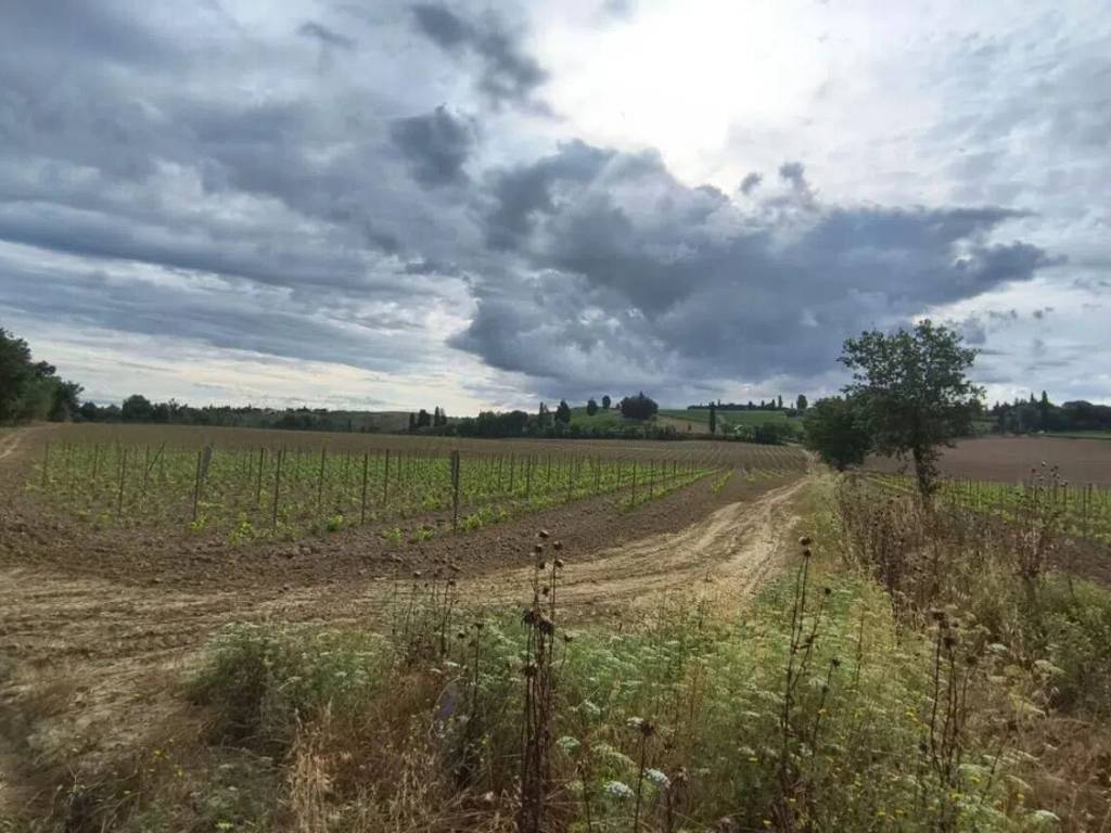 negozio in vendita a Montalcino