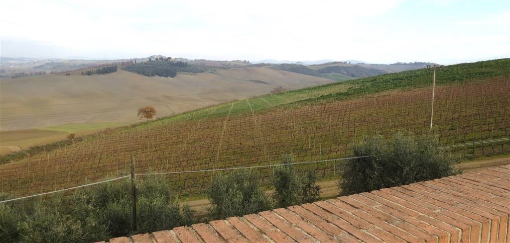 azienda agricola in vendita a Montalcino