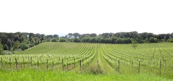 locale commerciale in vendita a Montalcino