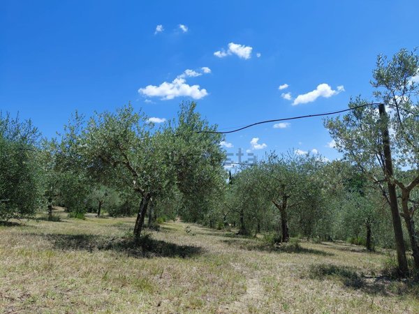 azienda agricola in vendita a Montalcino in zona Montisi