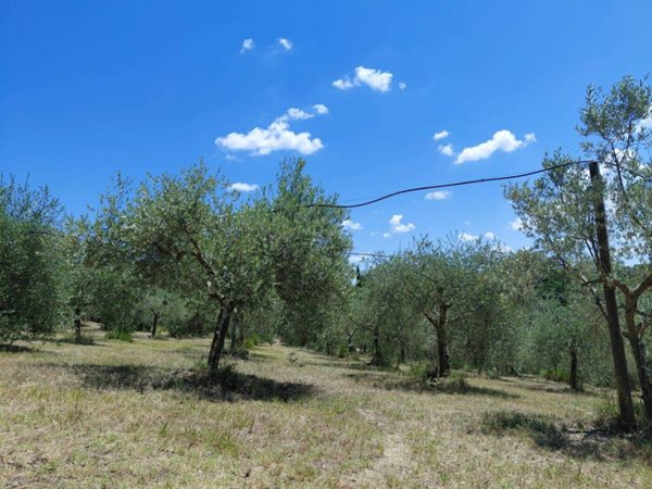 terreno agricolo in vendita a Montalcino in zona San Giovanni d'Asso