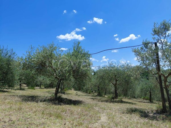 terreno agricolo in vendita a Montalcino