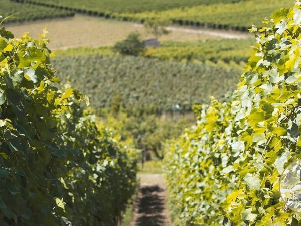 casa indipendente in vendita a Montalcino