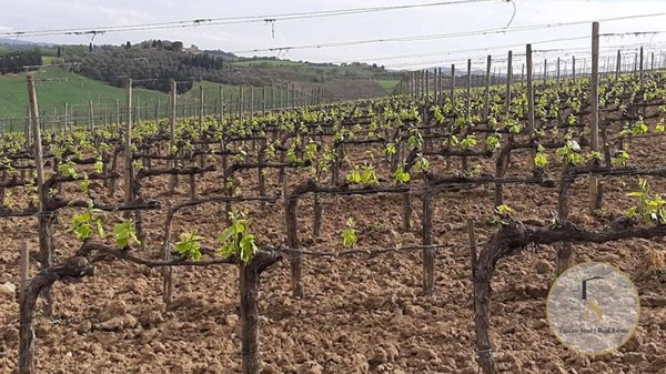 appartamento in vendita a Montalcino