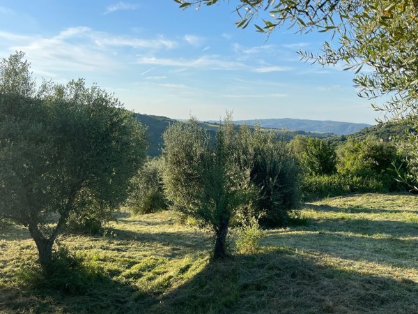 terreno agricolo in vendita ad Arcidosso