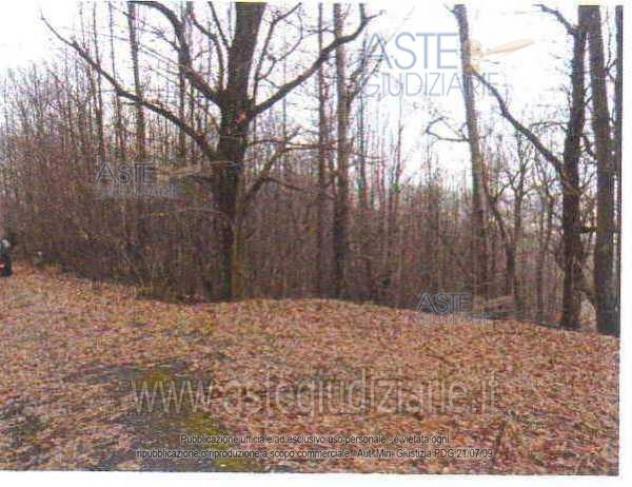 terreno agricolo in vendita ad Arcidosso