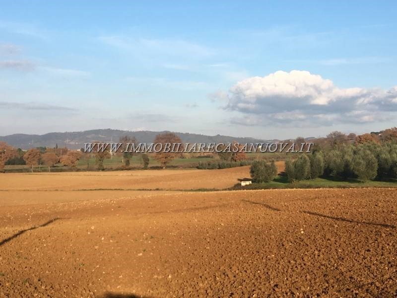 terreno agricolo in vendita a Campagnatico in zona Arcille