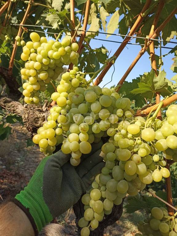 appartamento in vendita a Campagnatico