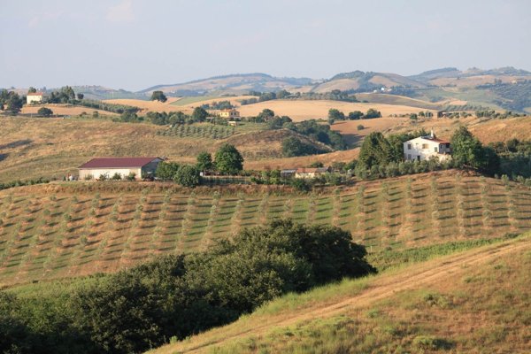 azienda agricola in vendita a Campagnatico in zona Arcille