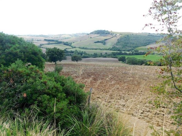 azienda agricola in vendita a Campagnatico