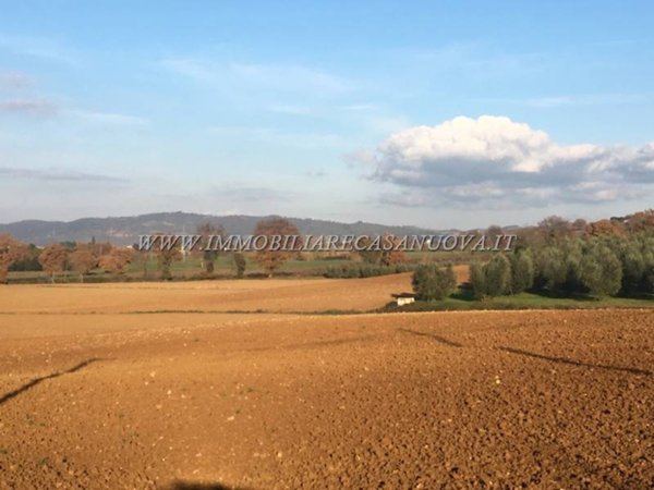terreno agricolo in vendita a Campagnatico