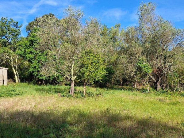 casa indipendente in vendita a Campagnatico in zona Montorsaio