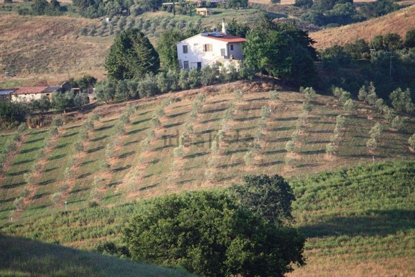 azienda agricola in vendita a Campagnatico in zona Arcille