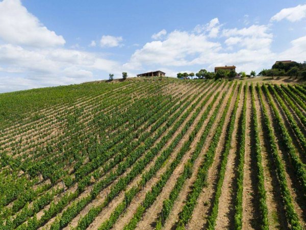 azienda agricola in vendita a Campagnatico