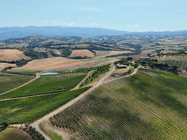 azienda agricola in vendita a Campagnatico