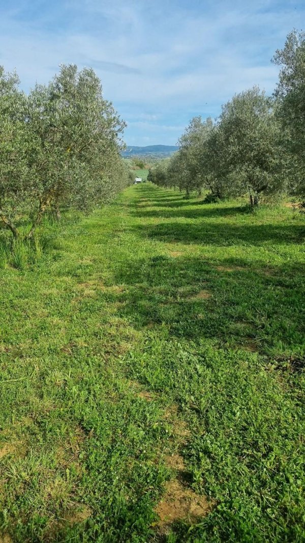 terreno agricolo in vendita a Campagnatico