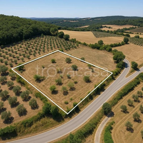 terreno agricolo in vendita a Campagnatico